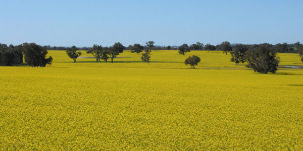 canola